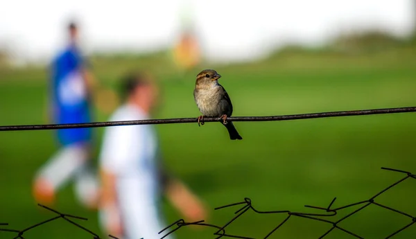 Sparrow on a fence of a  small soccer stadium — Stock Photo, Image