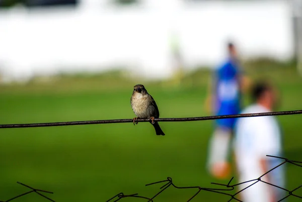 Moineau sur une clôture d'un petit stade de football — Photo