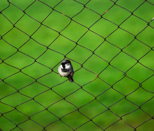 Sparrow på ett staket med grön bakgrund — Stockfoto