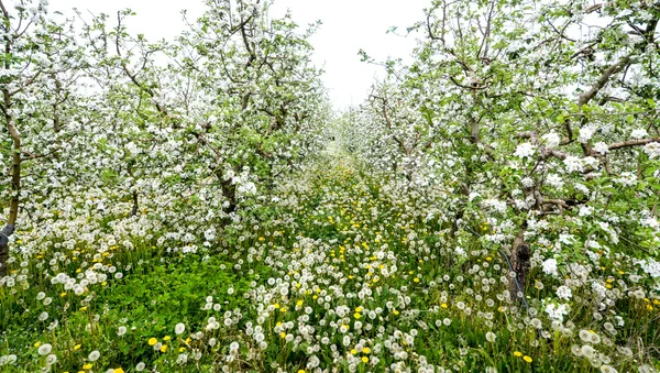 Frühling — Stockfoto