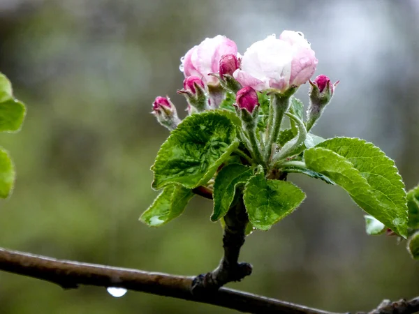 雨の後のリンゴの花 — ストック写真