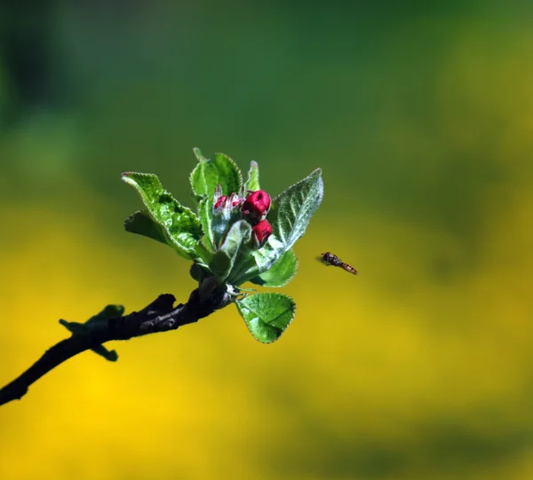 Mosca de abeja a flor de manzana — Foto de Stock