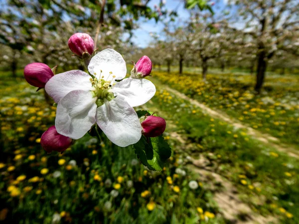 Pomar de maçã florescente em primavera — Fotografia de Stock