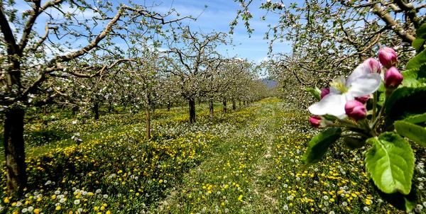 Şu yeni gelişen bir elma bahçesi Panoraması