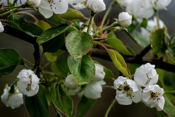 Spring — Stock Photo, Image