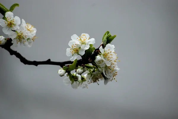 Flor de ameixa — Fotografia de Stock