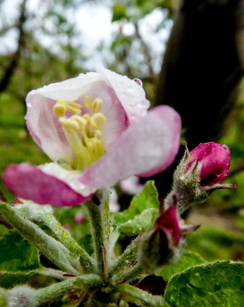 Macro view white flowers of apple tree — Stock Photo, Image
