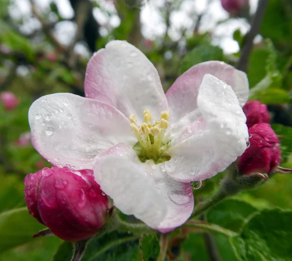 Макровид белых цветов яблони — стоковое фото