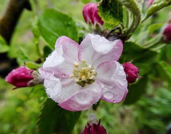 Macro view white flowers of apple tree — Stock Photo, Image