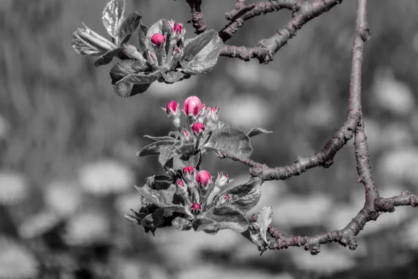 Fleur de pommier, rose — Photo
