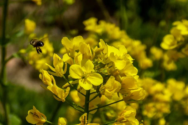 Raps blommar och bee i solsken — Stockfoto