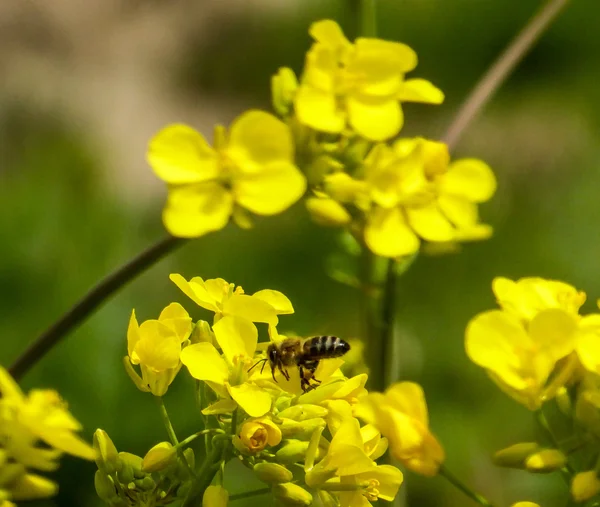 Flores de colza e abelha ao sol — Fotografia de Stock