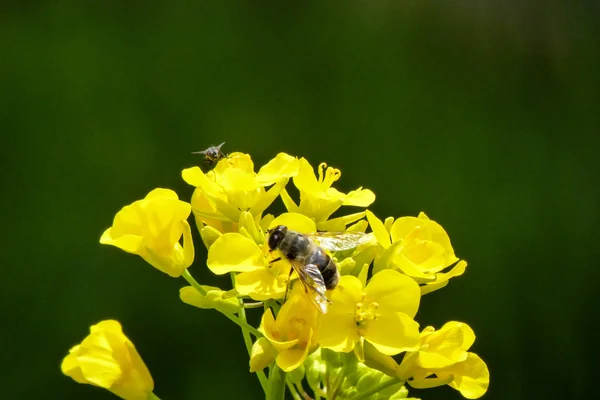 油菜的花朵和蜜蜂在阳光下 — 图库照片