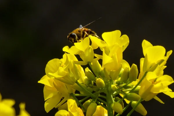 Flores de colza e abelha ao sol — Fotografia de Stock