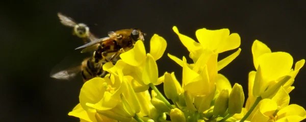 Raps blommar och bee i solsken — Stockfoto