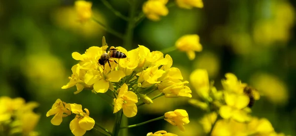 菜種の花と日差しの中で蜂 — ストック写真