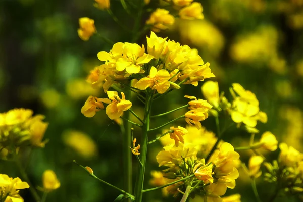 Raps blommar och bee i solsken — Stockfoto