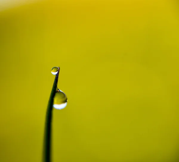 풀 잎에 물방울 — 스톡 사진