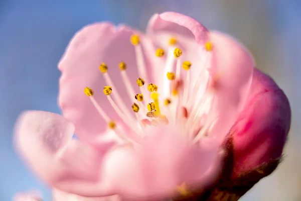 Pfirsichblüte — Stockfoto