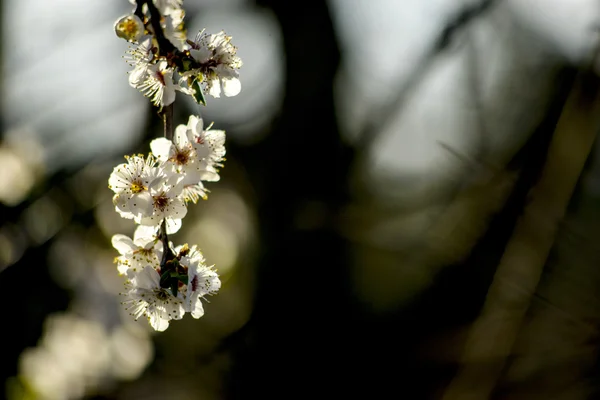 Fiore di prugna — Foto Stock