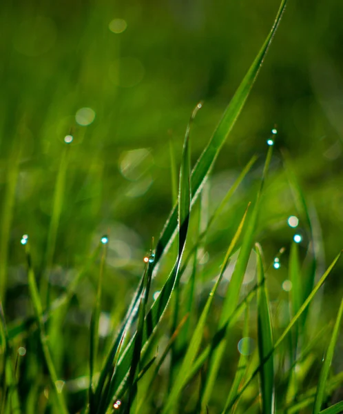 Gota de agua en una hoja de hierba —  Fotos de Stock