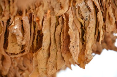 Geleneksel Makedon ve Balkanlar gıda