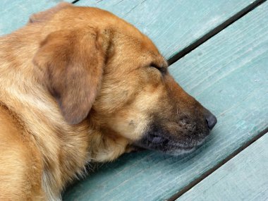 Geleneksel Makedon ve Balkanlar gıda