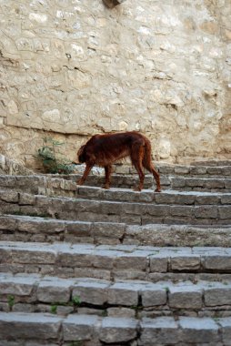 Geleneksel Makedon ve Balkanlar gıda