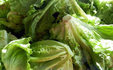 Salata yaprağı. Marul 