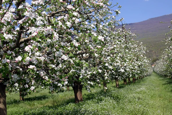 Lente in orchard, — Stockfoto