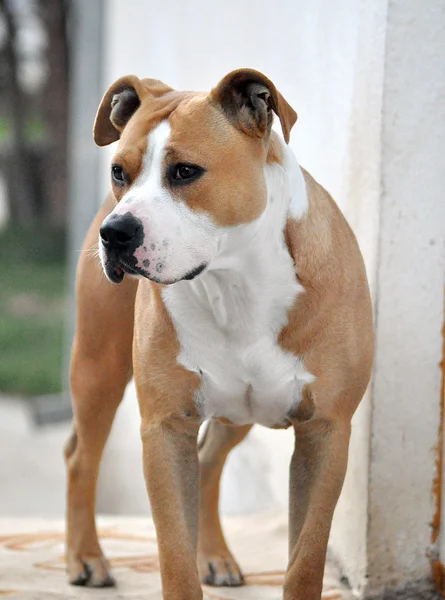 Amerikansk staffordshire terrier - Stock-foto