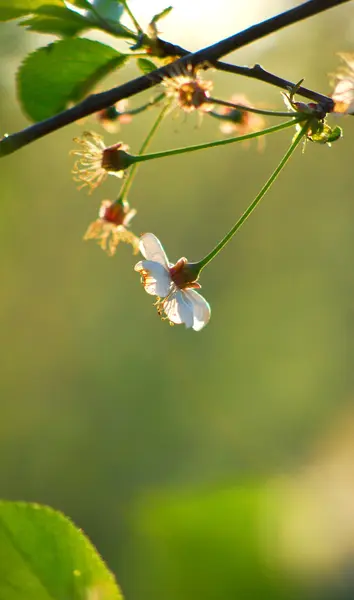 Plum blossom in sunset — Stock Photo, Image