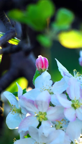 Яблуневий сад у заході сонця — стокове фото