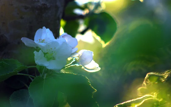 Verger de pommes au coucher du soleil — Photo