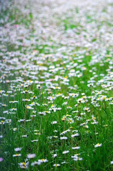 Chamomile flower — Stock Photo, Image