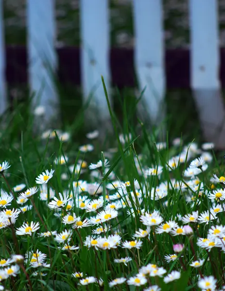 카모 밀레 꽃 — 스톡 사진