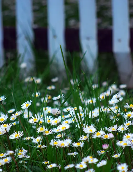 Camomille fleur — Photo