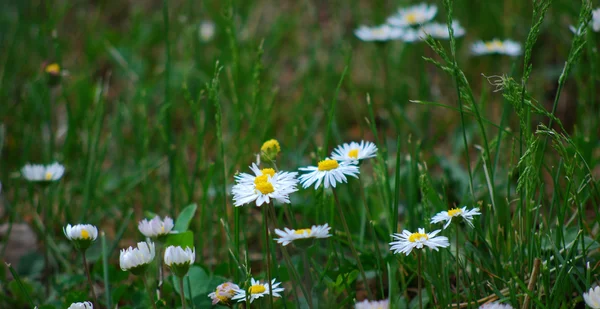 Chamomile flower — Stock Photo, Image