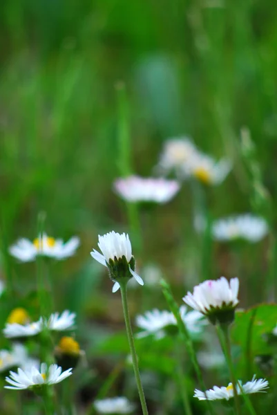 Chamomile flower — Stock Photo, Image