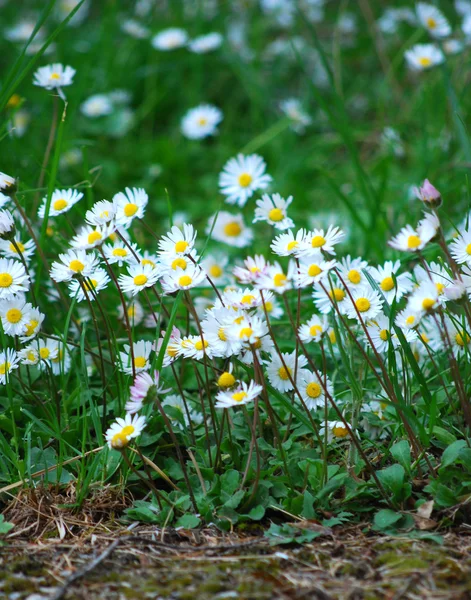 Chamomile flower — Stock Photo, Image