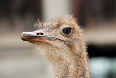 ostric