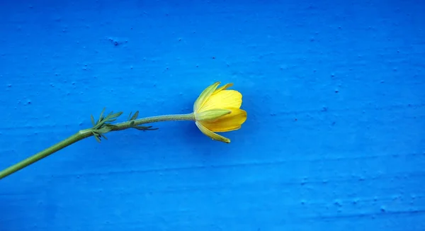 Flor amarilla sobre un azul —  Fotos de Stock