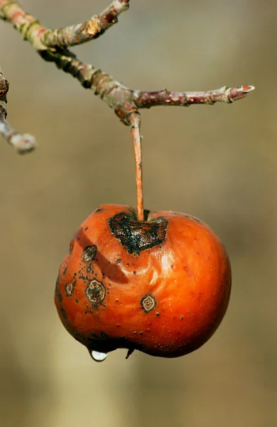 Fauler Apfel nach dem Regen auf einem Ast — Stockfoto