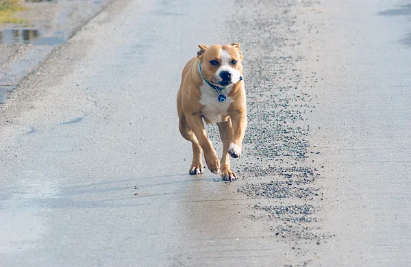 Two years old  female amstaff running on the wet road — Stock Photo, Image