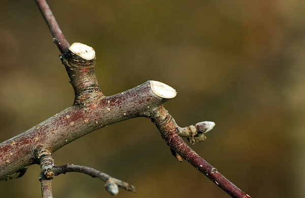 Pruned jabłoni w sadzie — Zdjęcie stockowe