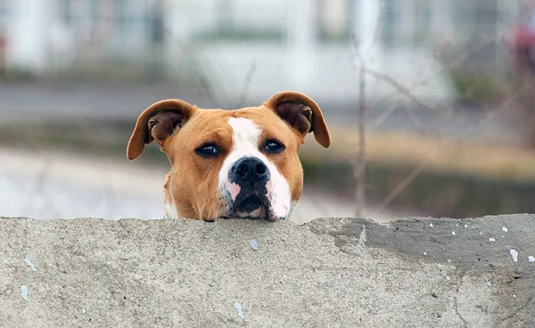 Szef american staffordshire terrier pies patrząc z betonową ścianą — Zdjęcie stockowe