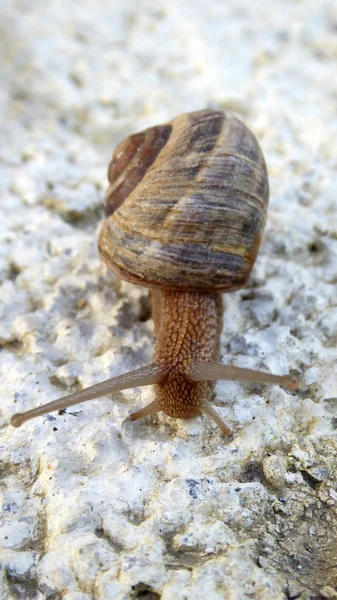 Bahçe salyangoz — Stok fotoğraf