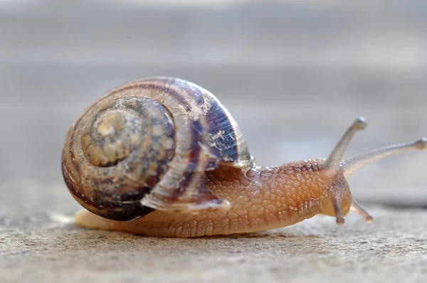 Tuin slak — Stockfoto