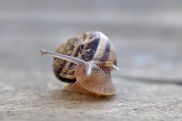 Tuin slak — Stockfoto