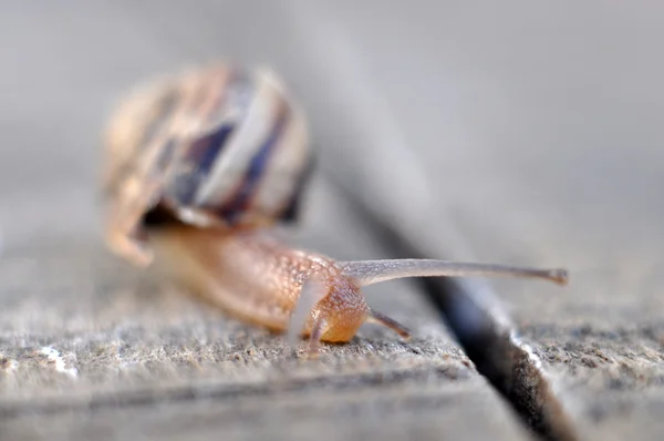 Garden snail — Stock Photo, Image